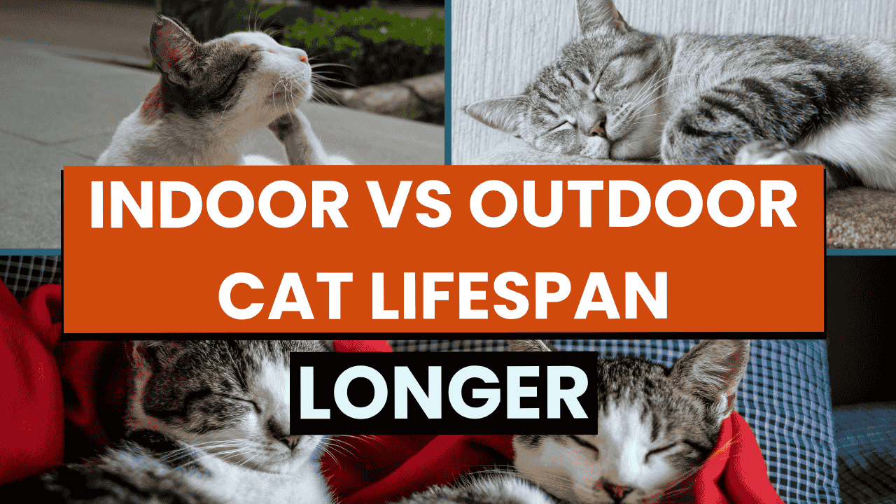 Indoor vs Outdoor Cat Lifespan: What the Numbers Say