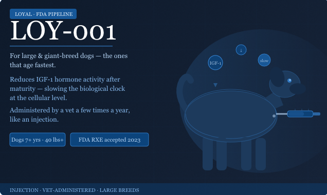 Developed for large and giant-breed dogs — the ones that age fastest. Large breeds tend to have higher levels of a hormone called IGF-1 (insulin-like growth factor 1), which accelerates cellular aging. LOY-001 works by reducing IGF-1 activity after maturity, essentially slowing the biological clock. It is administered by a vet a few times a year, like an injection.