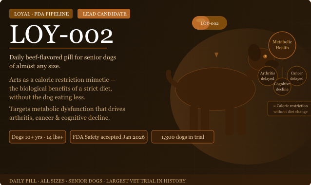 This is the lead drug — and the most exciting one. It is a daily beef-flavored pill designed for senior dogs of almost any size (over 14 lbs). LOY-002 acts as a "caloric restriction mimetic" — it delivers the biological benefits of a severely reduced-calorie diet without the dog actually eating less or losing weight. Calorie-restricted dogs in landmark studies have lived roughly two years longer. LOY-002 aims to give your dog those same benefits without the suffering.